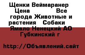 Щенки Веймаранер › Цена ­ 40 000 - Все города Животные и растения » Собаки   . Ямало-Ненецкий АО,Губкинский г.